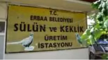 Erbaa Belediyesince üretilen sülünler doğaya salınacak
