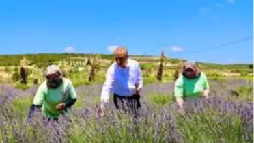 Son dakika haber! Didim Belediyesi, kurduğu sera ile üretime katkı sunuyor