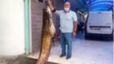 Son dakika haberleri! İznik Gölü'nde 2 metrelik yayın balığı yakaladı