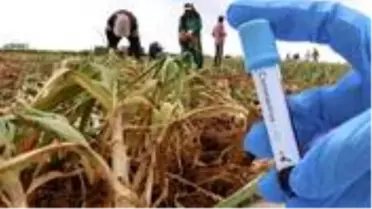 Aksaray'da üretilen sarımsaklar Rusya'da korona tedavisinde ve ilacında kullanılıyor