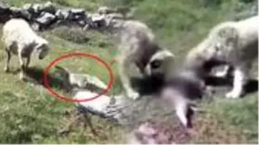 Koyun sürüsüne saldıran tilkiyi çoban köpekleri telef etti