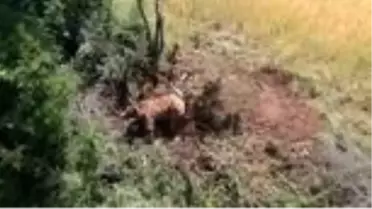 Tele takılan ayı ekiplerce kurtarıldı