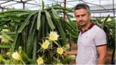 1,5 dönümlük tarlasında ejder meyvesi yetiştiren çiftçi, yılda 225 bin TL kazanıyor