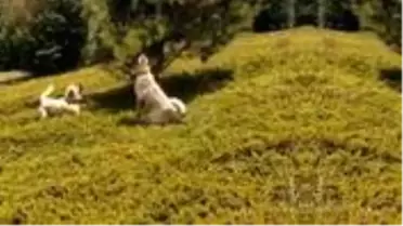Çoban köpeklerinin kovaladığı ayılar ağaca sığındı