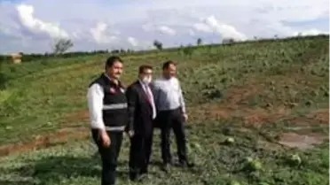 Biga'da tarım arazileri şiddetli dolu nedeniyle zarar gördü