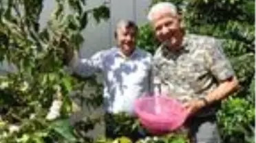 Türkiye'de bir ilk! Gurbetçi vatandaş kahve ağacı yetiştirip meyvesini üretmeyi başardı