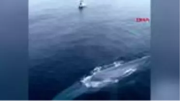 DHA DIŞ -Pasifik Okyanusu'nda görülen mavi balina balıkçıları korkuttu