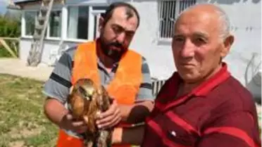 Bahçesinde şahin buldu, belediyeye teslim etti