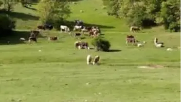 Dumlupınar'da hayvan üreticilerini sevindiren haber