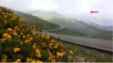 ORDU Yeşil Yol'un Ordu etabı yapılıyor