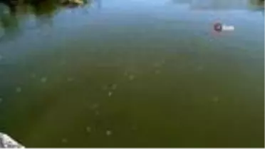 Küçükçekmece Gölü'ne binlerce balık kıyıya vurdu