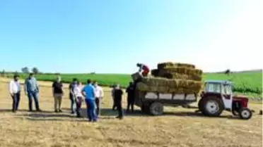 Belediyenin tarlalarından üreticilere yem bitkisi