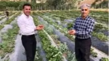 Derecik ilçesinde sebze yetiştiriciliği