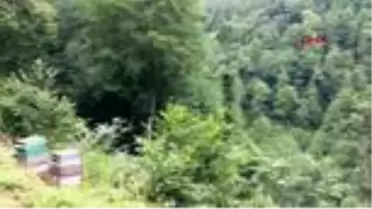 ORDU Arı kovanına yuva yapan yılanı besliyor