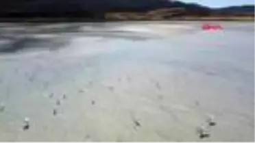 BURDUR Flamingoların Yarışlı Gölü'ndeki şöleni havadan görüntülendi