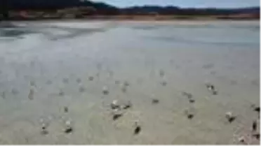 Yarışlı Gölü'nde flamingoların görsel şöleni havadan görüntülendi