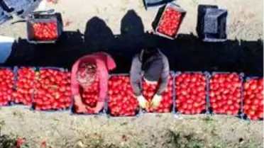 Domates tarlada 60 kuruşa düştü