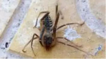 Konya'da görülen et yiyen örümcek yüzünden vatandaşlar tedirgin! Zehri insanı öldürüyor