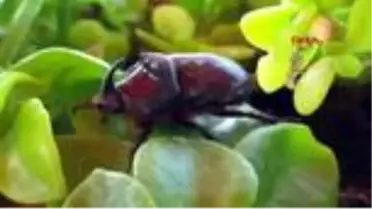 Son dakika! ÇANAKKALE Kampta görülen Gergedan böceği, tatilcilerin ilgi odağı oldu