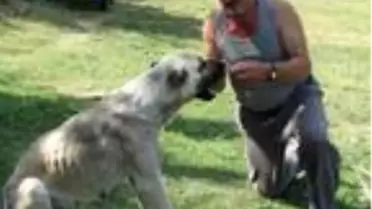 Hayvan otlatırken, yorgun merminin isabet etmesi sonucu öldü