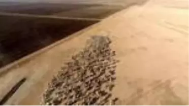 Hayvancılık merkezi Şanlıurfa'da kurbanlıklar pazara indi