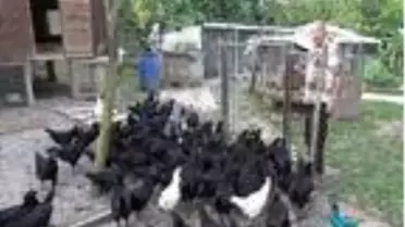 Emekli astsubay mini hayvanat bahçesi kurdu
