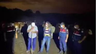 Kaybolan 10 büyükbaş jandarma tarafından bulundu