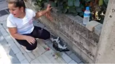 Yol kenarında can çekişen kediyi gören 9 yaşındaki Laden, gözyaşlarına boğuldu