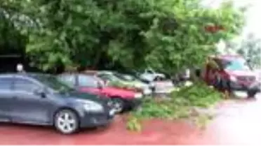 Ağaç, park halindeki araçların üzerine devrildi