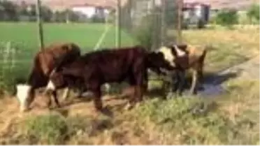 Çalınan büyükbaş hayvanlar halı sahanın soyunma odasında bulundu
