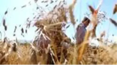 Karakılçık buğdayında ilk hasat yapıldı