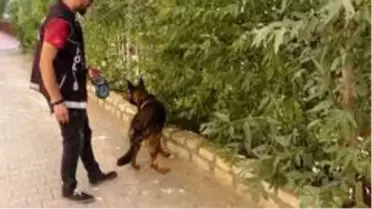 Kızıltepe'de dedektör köpek 'Eros' uyuşturucuya geçit vermiyor
