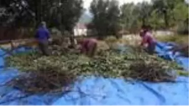 Muğla'da tıbbi ve aromatik bitkiler gelir kaynağı olacak