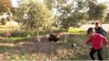 Özlem öğretmen okulda 'civciv' mesaisinde