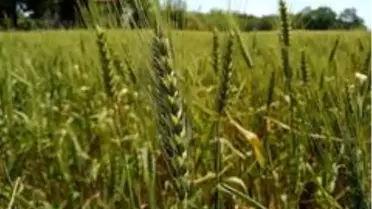 Son Dakika | Yerli buğday 'kirve' tarla günü ile tanıtılacak