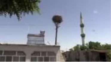 Yıllardır Muş Ovası'nda konaklayan leylekler özenle korunuyor