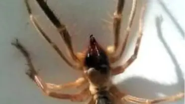 Son dakika haber... Konya'nın bir ilçesinde daha sarı kız tedirğinliği