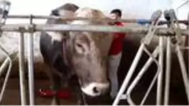 Gözü gibi baktığı boğanın üstünde matador gibi poz verdi