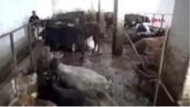 Kurbanlık hayvanlarda 'ölümcül kene' uyarısı