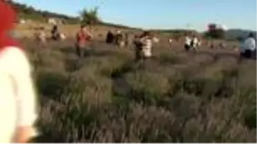 Son dakika haberi: Sındırgı'da lavanta hasadı yapıldı