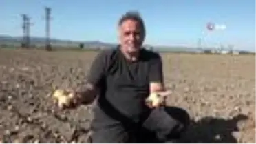 Binlerce dönüm soğan bedava dağıtıldı