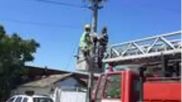 Yere düşen yavru leylekler itfaiye yardımıyla yuvalarına kondu