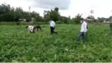 Bafra Ovası'nda erken karpuz kesimine geçit yok