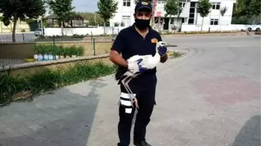 Yavru leylek, düştüğü yuvasına koyuldu