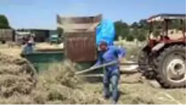 Bilinçli üreticilerin kekikleri dünyaya ihraç ediliyor