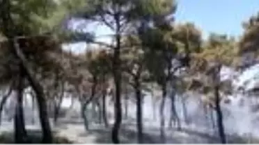 Son dakika haberi | Gelibolu'da 6 hektar ormanlık alan yandı