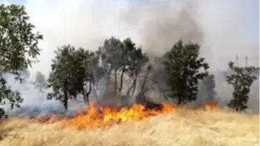 Diyarbakır'da ağaçlık alanda yangın, 300 dönümlük alan kül oldu