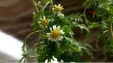 BURSA 3 bin yılda açtığına inanılan 'udumbara' çiçeği Bursa'da görüldü