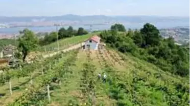 Emekli işçi, hibe desteği ile boş arazisine diktiği kivilerden 50 ton ürün aldı