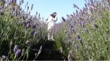 Lavanta bahçeleri evlenen çiftlerin buluşma adresi oldu